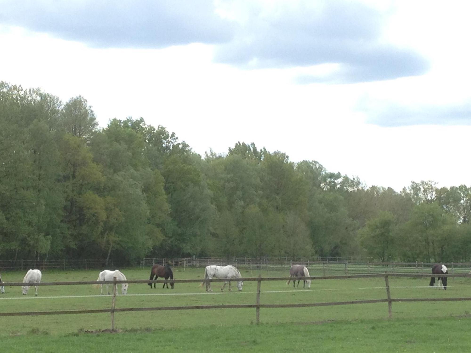 Stilvolle Unterkunft Auf Romantischem Pferdehof Rehagen Exterior foto